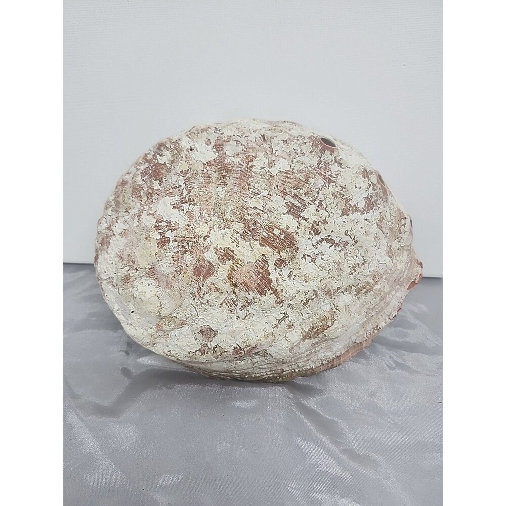 Large 7.5 x 6" Red Abalone Haliotis Rufescens Shell,  medium/large - Picture 3 of 8